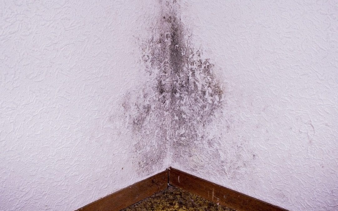 Signs You Have a Leaky Basement