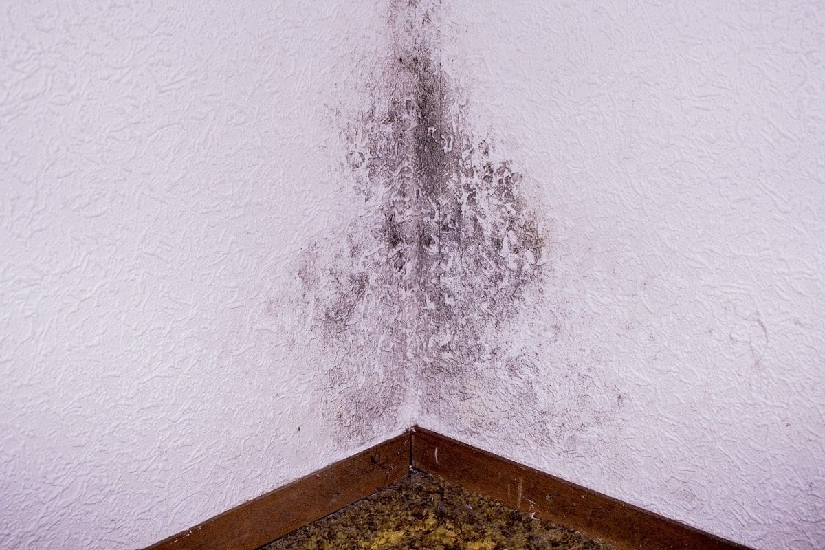 Signs You Have a Leaky Basement