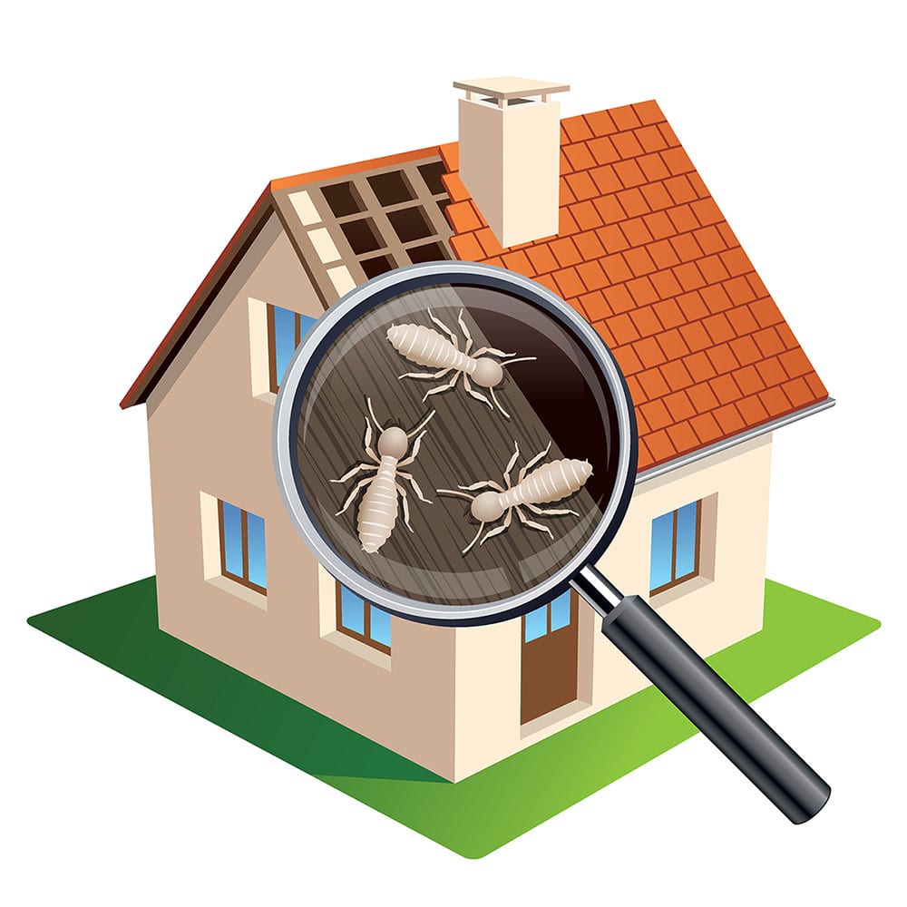 termite inspection graphic