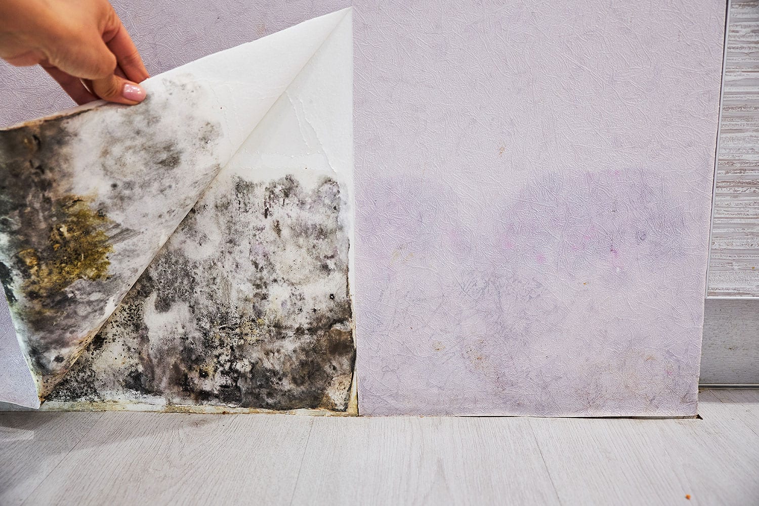 mold behind wall paper