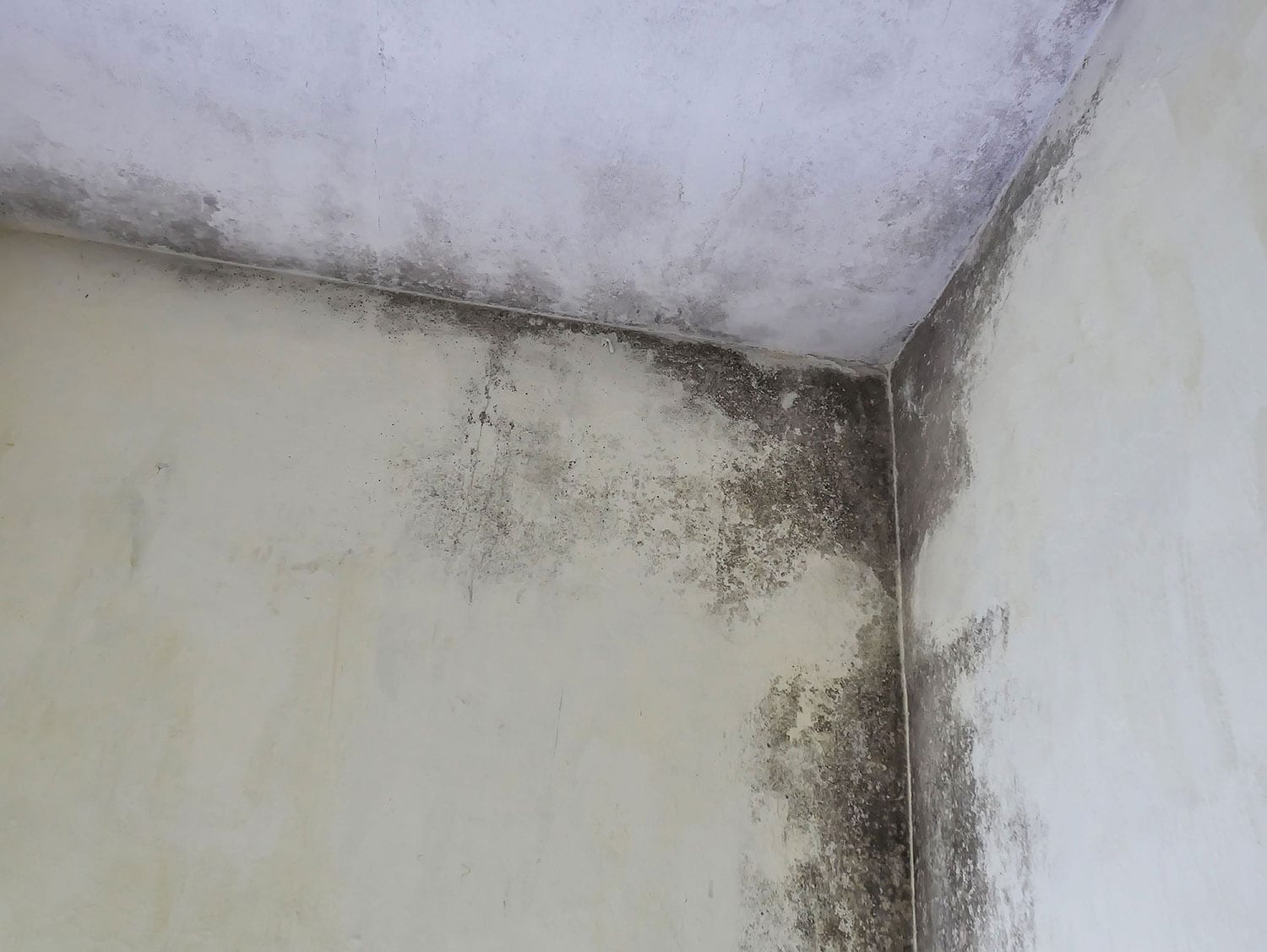 mold on wall